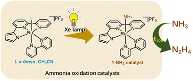 Graphical abstract: Ruthenium complex bearing pyrrolbipyridine and dimethyl sulfoxide ligands: syntheses, structures, substitution reactions, and catalytic ammonia oxidation behavior