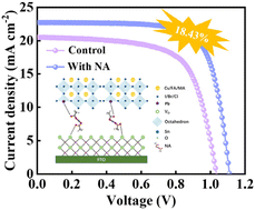 Graphical abstract: Dynamic self-regulating interfaces enable crystallization control and lead sequestration in perovskite photovoltaics