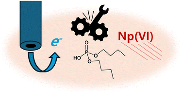 Graphical abstract: The electrochemistry of neptunium in tri-n-butyl phosphate