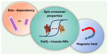 Graphical abstract: Exploring the impact of magnetic field and nanoparticle size on the magnetic properties of Fe(ii)–triazole spin-crossover nanoparticles