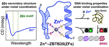 Graphical abstract: Coordination and oxidation properties of ZBTB20: CX2CX12HX3H-type zinc fingers