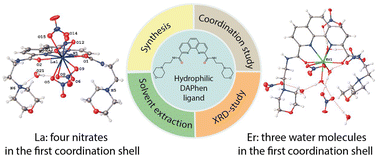 Graphical abstract: Morpholine-derived hydrophilic 1,10-phenanthroline-2,9-dicarboxamide for americium–lanthanide separation in phosphine oxide extraction systems
