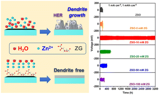 Graphical abstract: Zinc gluconate as a multifunctional electrolyte additive for dendrite-free and long-life zinc ion batteries