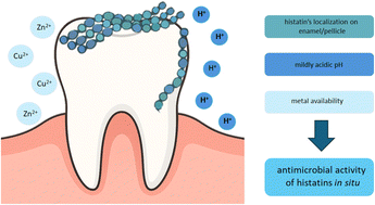 Graphical abstract: From speciation to action: Cu(ii) and Zn(ii) tune histatins, but pH and enamel drive efficacy