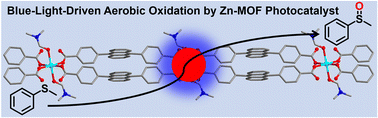 Graphical abstract: Blue-light-driven aerobic oxidation via a superoxide radical-generating zinc(ii)-organic framework photocatalyst