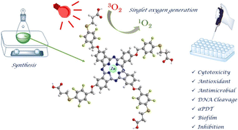 Graphical abstract: Investigation of the photophysical, photochemical, and multifunctional biological properties of fluorinated zinc(ii) phthalocyanine functionalized with carboxylic acid