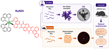 Graphical abstract: In vitro and in vivo inhibition of amyloid β aggregation by a Ru(ii)–naphthalene diimide complex