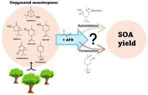 Graphical abstract: Acetyl peroxy radical-initiated oxidation of oxygenated monoterpenes: functional group effects on reaction pathways