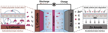 Graphical abstract: Taming polyiodides: phenol chemistry for shuttle-free and durable zinc–iodine batteries