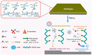 Graphical abstract: A multifunctional natural polymer protective layer enables improved anti-corrosion and kinetics performances for highly stable zinc anode