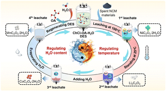 Graphical abstract: Hydration equilibrium-controlled cation–anion coordination competition for precise recovery of all valuable metals from spent lithium-ion batteries