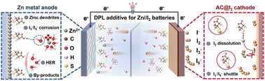Graphical abstract: An amino acid-based functional additive enables fast polyiodide conversion kinetics for durable Zn–I2 batteries