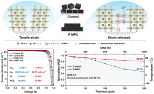 Graphical abstract: In situ polymerized zwitterionic elastomers for efficient and stable perovskite solar cells