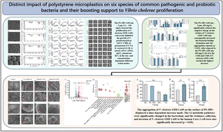 Graphical abstract: Distinct impact of polystyrene microplastics on six species of common pathogenic and probiotic bacteria and their boosting support to Vibrio cholerae proliferation