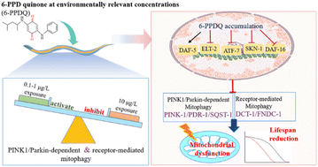 Graphical abstract: An environmentally relevant concentration of 6-PPD quinone inhibits two types of mitophagy to cause mitochondrial dysfunction and lifespan reduction in Caenorhabditis elegans