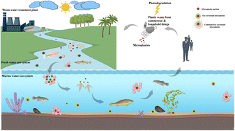 Graphical abstract: Prepared polypropylene microplastics: formation of eco-corona in aquatic systems and their combined toxicity with cadmium in Artemia franciscana