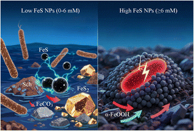 Graphical abstract: Metabolic trade-offs in Desulfosporosus meridiei: dose-dependent FeS nanoparticles modulate extracellular electron transfer and gene expression for mineral transformation