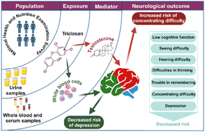 Graphical abstract: Double-edged implications of triclosan for the neuroendocrine system: evidence from the national health and nutrition examination survey (2011–2014 NHANES)