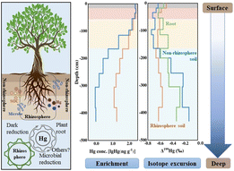 Graphical abstract: Rhizospheric organic matter drives mercury accumulation and reduction in deep subtropical forest soils: mercury isotope insights