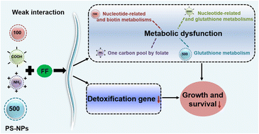 Graphical abstract: Nanoplastics enhance florfenicol toxicity by disturbing detoxification and metabolic processes in nematodes
