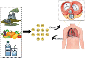 Graphical abstract: Epidemiological insights into the risk of valvular heart disease associated with multiple metal and metalloid internal exposure