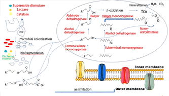 Graphical abstract: Enzymes involved in the manipulation of polyethylene degradation: oxidative attack by invertebrates, microorganisms and algae on microplastics
