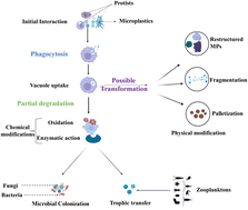 Graphical abstract: Protists as potential microbial tools for environmental microplastic remediation: a mini review