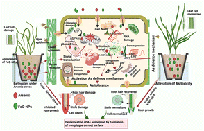Graphical abstract: Iron oxide nanoparticles as effective nano-fertilizers for alleviating arsenic toxicity in barley: physiological and molecular mechanisms