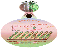 Graphical abstract: Eco-friendly nanobioengineered CuO platform mediated through Ficus religiosa latex for malathion detection