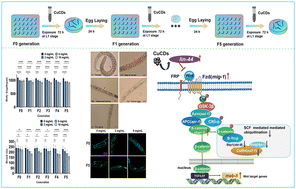 Graphical abstract: Copper carbon dot induced multigeneration toxicity through Skp1/Cullin 1/F box-mediated ubiquitination and Wnt/β-catenin signal pathways in Caenorhabditis elegans