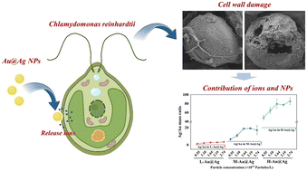 Graphical abstract: Ion-driven cell wall disruption enables silver nanoparticle penetration in freshwater algae: evidence from core–shell dissolution tuning