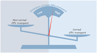 Graphical abstract: Nanoplastics as carriers of organic pollutants in seawater-saturated porous media: a quantitative comparison of transport pathways