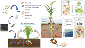 Graphical abstract: The integrative application of AMF and CaO nanoparticles promotes AMF symbiosis and modulates redox and photosynthetic pathways to alleviate NaCl-stress effects in rice