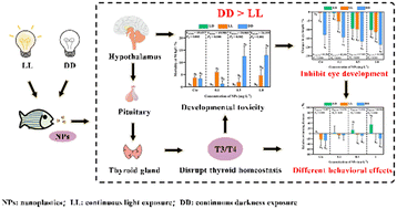 Graphical abstract: Disruption of light–dark rhythms alters embryonic development toxicity and neurotoxicity of nanoplastics on zebrafish larvae by regulating thyroid pathways