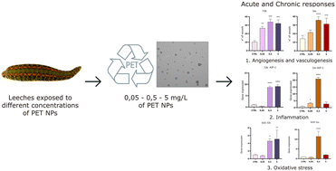 Graphical abstract: Inflammatory and oxidative responses to PET nanoplastics in the leech Hirudo verbana: a comparative analysis of acute and chronic exposure