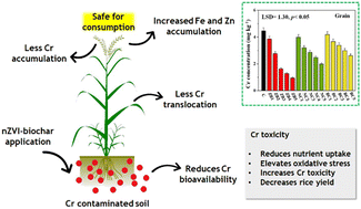 Graphical abstract: Sustainable mitigation of chromium bioavailability in soil and rice grains using nZVI–biochar: an integrated approach for remediation and enhanced nutrition