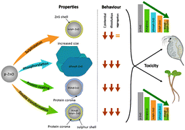Graphical abstract: The multiple transformed ZnO ENPs in the aquatic environment: the mechanisms of formation and ecotoxicological impact