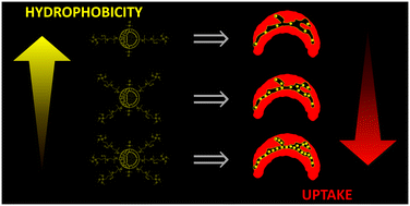 Graphical abstract: High-content imaging reveals how tuning nanoparticle hydrophobicity impacts interactions between porous silica nanoparticles and plant biosurfaces