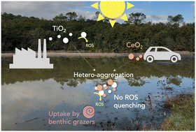 Graphical abstract: Beyond single nanomaterial exposure: investigating the fate of a TiO2 and CeO2 nanomaterial mixture in freshwater mesocosms