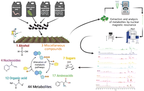 Graphical abstract: Reprogramming of black bean leaf metabolism by zinc nanofertilizers and biofertilizers revealed through NMR metabolomics