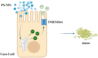 Graphical abstract: The effect of polystyrene nanoplastic on ion channels and mucus secretion – insights from Caco-2 cell model