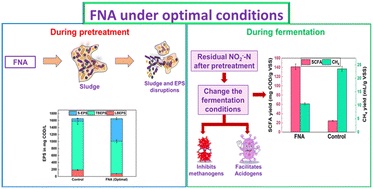 Graphical abstract: Optimization of free nitrous acid pre-treatment conditions for enhancing short-chain fatty acid recovery from sludge: role of nitrite fate in fermentation pathways