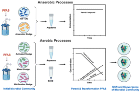 Graphical abstract: Biotransformation and partitioning of structurally different PFAS by wastewater microbial consortia