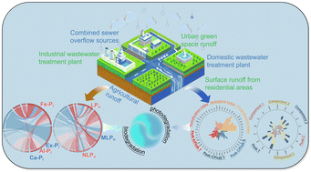 Graphical abstract: Characteristics of phosphorus species from typical pollution sources in urban rivers and their response mechanisms with dissolved organic matter