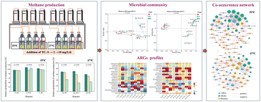 Graphical abstract: The combined effects of microplastics and tetracycline on reactor performance and the fate of antibiotic resistance genes during the sludge anaerobic digestion
