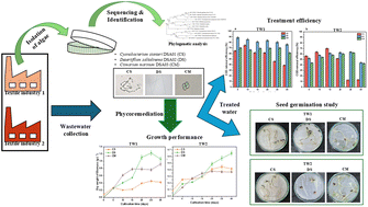 Graphical abstract: Phycoremediation of textile wastewater using native algal isolates: pollutant removal, nutrient recovery, and ecofriendly resource valorization