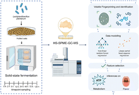 Graphical abstract: Dynamic volatile insights of solid-state fermented oats with Lactiplantibacillus plantarum: a future food sustainable development strategy