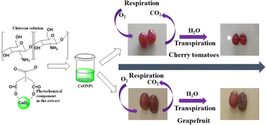 Graphical abstract: Endophytic fungi-assisted synthesis of chitosan-based cerium oxide nanoparticles for the preservation of postharvest fruits
