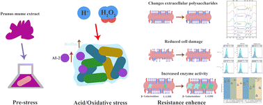 Graphical abstract: Prunus mume extract promoted biofilm formation of Lactiplantibacillus plantarum JB1 to improve acid and oxidative stress resistance