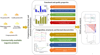 Graphical abstract: Functional and structural characterization of legume protein derivatives for advanced plant-based food applications